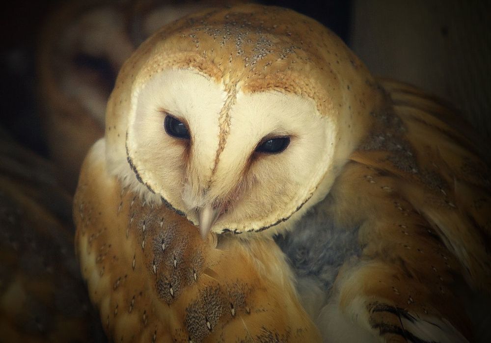 ОБЫКНОВЕННАЯ СИПУХА (Tyto alba)  Распространена очень широко: населяет Америку, кроме севера; Азию, кроме Сибири, Средней и Центральной Азии; Африку и Мадагаскар; Европу (Прибалтика, Белоруссия, западная и центральная Украина), кроме северо-востока; острова Тихого океана; Австралию.  Длина этой совы 33-39 см, длина крыла 27,5-30 см.  Гнездится в дуплах, чаще в зданиях. Кладка состоит из 6-8 яиц. Насиживание длительное, 30-35 дней. Насиживает самка.  Основным кормом служат мышевидные грызуны и землеройки, реже молодые птицы, амфибии и т. д.