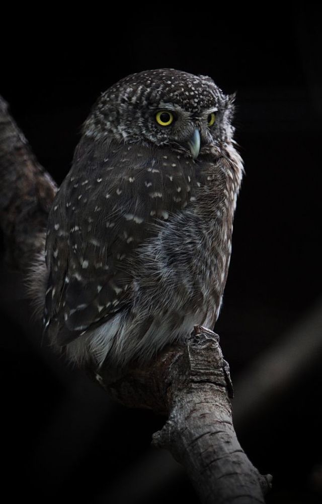 СЫЧИК ВОРБЬИНЫЙ (Glaucidium passerinum) Самый северный вид сычиков, распространенный и в нашей стране. Общие размеры: длина 15&mdash;17,5 см, размах крыльев 35&mdash;39 см, длина крыла 9&mdash;11 см, вес 55&mdash;80 г. Самки крупнее самцов. Общая окраска спинной стороны бурая с более или менее сероватым оттенком, с беловатыми пестринами и беловатым поперечным рисунком на маховых и рулевых; брюшная сторона белая с бурыми продольными полосками, по бокам зоба и груди темное с белыми отметинами пятно. Радужина желтая, клюв желтый, когти черные. Пальцы ног густо оперены до когтей. Воробьиный сычик населяет полосу хвойных лесов Европы и Северной Азии. В Европейской части России он доходит до северной границы леса на Кольском полуострове, Архангельска, в Сибири примерно до севера Байкала и восточнее до Сахалина. К югу он распространен до Карпат, Смоленской, Рязанской областей, Бугуруслана, Тюмени, Алтая, Саян, Забайкалья, бассейна Уссури. Вне пределов Советского Союза в Азии встречается в северной части Монголии и в Маньчжурии, в Европе &mdash; в Скандинавии (до полярного круга), в горах Югославии, Северной Италии и в Пиренеях. Это оседлая птица, населяющая высокоствольные, преимущественно хвойные леса. В негнездовое время отмечаются иногда незначительные кочевки. Гнезда воробьиный сычик устраивает в дуплах чаще всего осин, иногда берез. Размеры кладки варьируют, по-видимому, в зависимости от кормовых условий. Для России отмечались кладки из 2&mdash;3 яиц, в Западной Европе из 4&mdash;6, даже 7 яиц. Яйца белые. Полные кладки бывают с конца апреля. Насиживание продолжается около 4 недель. Летные, выросшие птенцы встречаются в конце августа. Как и другие таежные совы, воробьиный сычик охотится и днем, и на рассвете, и в сумерках. Корм его в основном составляют грызуны (хомяки, лемминги и другие полевки, лесные и домовые мыши), землеройки. Питается воробьиный сычик и мелкими воробьиными птицами. Известное место в кормовом режиме сычиков занимают и насекомые, в особенности у поднявшихся на крыло птенцов. Для воробьиного сычика характерно собирание запасов пищи, в особенности зимой. Эти запасы &mdash; убитые сычиком мышевидные грызуны или мелкие птицы &mdash; складываются в дуплах.