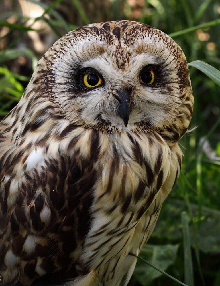 СОВА БОЛОТНАЯ   (Asio flammeus) имеет общую длину 34&mdash;42 см, при размахе крыльев 85&mdash;110 см, длине крыла 28&mdash;34 см, весит 320&mdash;430 г. Самки крупнее самцов. Ушки короткие. Оба пола окрашены одинаково. У взрослых птиц спинная сторона охристая или рыжеватая с бурым продольным рисунком, маховые и рулевые с бурым поперечным рисунком. Брюшная сторона охристая, рыжеватая или беловатая с бурыми продольными пятнами. Радужина желтая, клюв и когти черные. Распространена болотная сова в Европе от тундр до Средиземноморья; в Северной Азии от тундровой полосы на севере на восток до Камчатки, Сахалина, на юг до Палестины, Ирака, Средней Азии и Монголии; в Америке от севера Аляски и реки Маккензи до островов Карибского моря, Бразилии, Боливии, Перу, встречается на Галапагосских, Каролинских и Гавайских островах. В северных частях области распространения болотная сова перелетная, в остальных перелетная и кочующая птица. Населяет открытые пространства, тундру, культурный ландшафт, степи. Обитает на равнинах, но местами (Алтай, Кавказ) поднимается до высоты 2300 м. Сроки размножения варьируют в зависимости от широты местности. В России откладка яиц на юге происходит около середины апреля, в Сибири &mdash; в начале мая и даже позднее. Болотная сова, в отличие от большинства других сов, строит собственное несложное гнездо, расположенное на земле. Число яиц в кладке сильно варьирует, по-видимому, в зависимости от кормовых условий. В кладке обычно 3&mdash;5 яиц, но в &laquo;мышиные&raquo; годы число их возрастает до 7 и даже 10. В исключительно благоприятные по &laquo;урожаю&raquo; мышей годы имеются вторые кладки, даже поздней осенью и зимой. Насиживает самка, начиная с откладки первого яйца, поэтому птенцы в выводке разновозрастны. Продолжительность насиживания 24&mdash; 30 дней. Из гнезда птенцы выходят еще нелетными, но в месячном возрасте становятся на крыло. Болотная сова в основном кормится грызунами, остальные корма &mdash; птицы, насекомые &mdash; имеют в ее питании второстепенное значение. Болотная сова не строго ночная птица, она активна и днем.