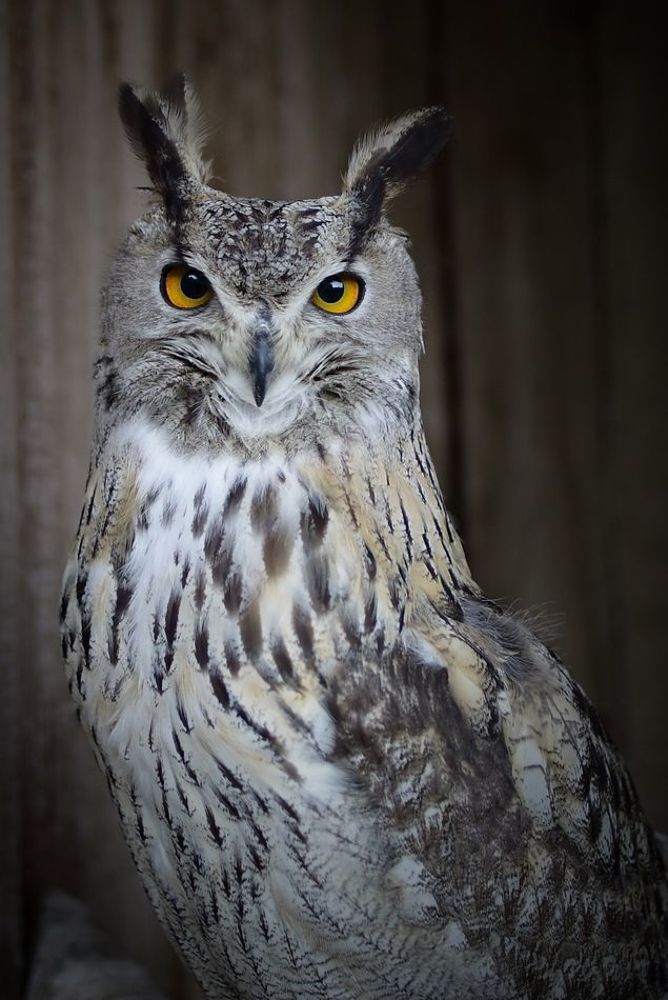 ФИЛИН (Bubo bubo) имеет общую длину 62&mdash;72 см, с размахом крыльев 150&mdash;180 см, при длине крыла 41&mdash;52 см, весит 2,1&mdash;3,2 кг. Самки заметно крупнее самцов, оба пола окрашены одинаково. Филины, обитающие в разных частях ареала, различаются по размерам и окраске. Южные филины в общем меньше северных. Типичная окраска взрослых филинов такова. Спинная сторона пестрая &mdash; на рыжеватом, желтоватом, иногда беловатом фоне имеется черно-бурый продольный и поперечный рисунок. Первостепенные маховые у оснований ржавчато-желтоватые, ближе к вершине с поперечным черноватым рисунком; рулевые с неправильными черноватыми поперечными отметинами и крапинами по желтоватому или охристому фону. Брюшная сторона рыжеватая, охристая или беловатая, с черными продольными пятнами на зобе и груди и с тонкими буроватыми или черноватыми поперечными полосками на брюхе, боках, подхвостье, горло белое. Радужина ярко-оранжевая или красноватая, клюв и когти черные. Молодые птицы окрашены сходно с взрослыми, но несколько бледнее и тусклее. Филин &mdash; широко распространенная кочующая и оседлая птица. В отношении места обитания он неразборчив и встречается в лесах, степях, пустынях, на равнинах и в горах (на Тянь-Шане на высоте до 3000 м, в Тибете даже до 4700 м). Гнездится он в Европе, Северной Азии &mdash; на севере до границы леса, на востоке до Якутии, Сахалина, Японии, на юге до Северной Африки, Аравии, Южного Китая. В России филины размножаются в конце марта - апреле. Гнездо &mdash; простая, вытоптанная самкой ямка, без подстилки, обычно на земле (редко занимаются брошенные гнезда других птиц). В кладке обычно 2&mdash;3, иногда 4 и даже 5 яиц. Насиживает самка около 35 дней. Хорошо способными к полету молодые филины становятся в возрасте несколько более трех месяцев. Среди молодых птиц отмечается большая смертность: птенцов в выводке обычно меньше, чем яиц в кладке. Объясняется это тем, что филины начинают насиживать после откладки первого яйца и поэтому птенцы разновозрастные. Кормится филин различными средней и мелкой величины млекопитающими &mdash; от зайцев (русак и беляк), до мелких мышевидных и насекомоядных. Грызуны составляют предпочитаемую пищу. Изредка филины нападают и на более крупных животных (самки косули, молодые горные козлы). Большое место в питании филина занимают также птицы &mdash; от крупных куриных (глухарь, тетерев), хищных (сапсан, тетеревятник, зимняк) до мелких воробьиных. Изредка филины кормятся и лягушками, и даже рыбами. Филин &mdash; ночная и сумеречная птица, но на севере охотится и днем. В других странах филины представлены рядом видов, сходных с обыкновенным филином по строению и образу жизни, но отличающихся по размерам и окраске. Например, в Северной, Центральной и Южной Америке распространен американский филин (В. virginianus).