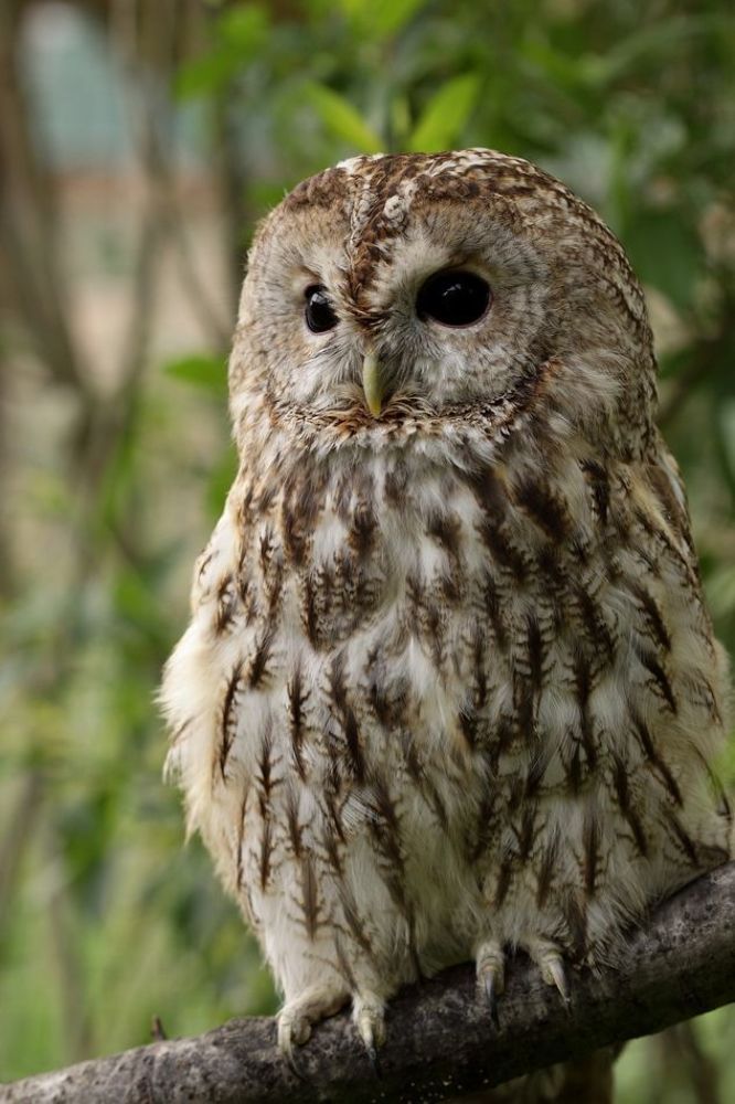 ДЛИННОХВОСТАЯ НЕЯСЫТЬ (Strix uralensis) Гнездовая область тянется в Европе от Скандинавии и Финляндии до Альп, Чехословакии и Балкан; в Азии гнездится в России (Якутия, Приморье, Сахалин), в Северной Монголии, Китае, Корее. Общая длина составляет 50-60 см, длина крыла 32-38 см, вес 700-1000 г. Это таежная птица, распространенная в хвойных лесах, как на равнинах, так и в горах. Гнездится в дуплах, но чаще в старых гнездах других птиц. Обычно в кладке 3-4 яйца. Питается грызунами, нападает на более крупную добычу (зайцы), большое место в питании занимают птицы (от тетерева, вороны и сороки до воробьиных).
