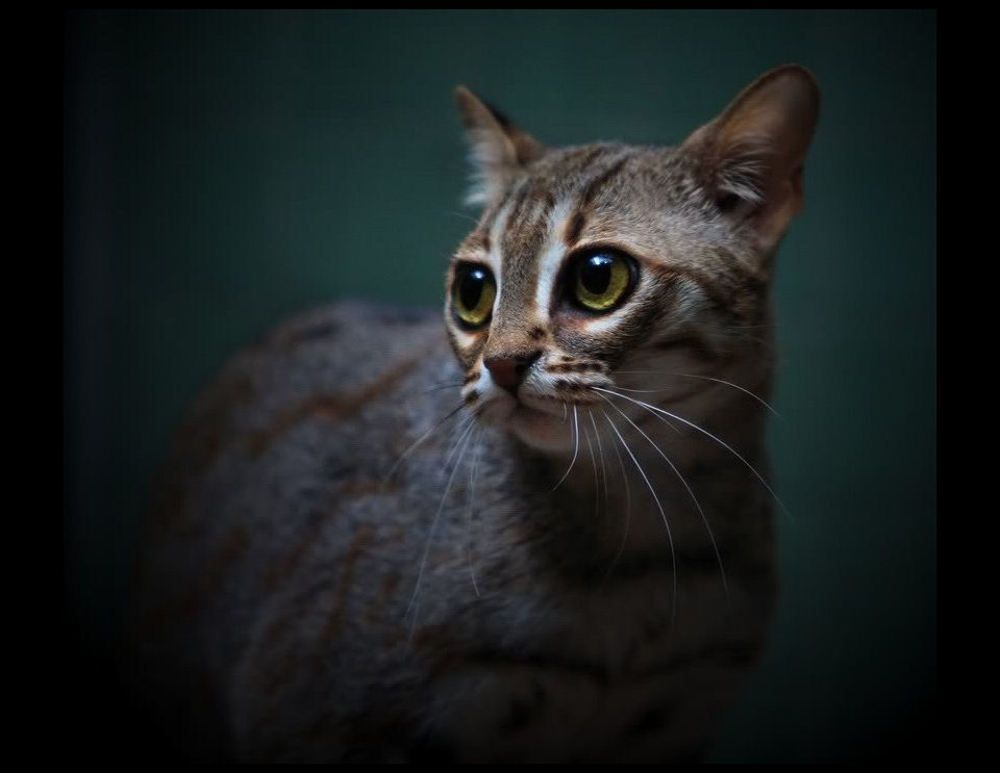 Большие кошки