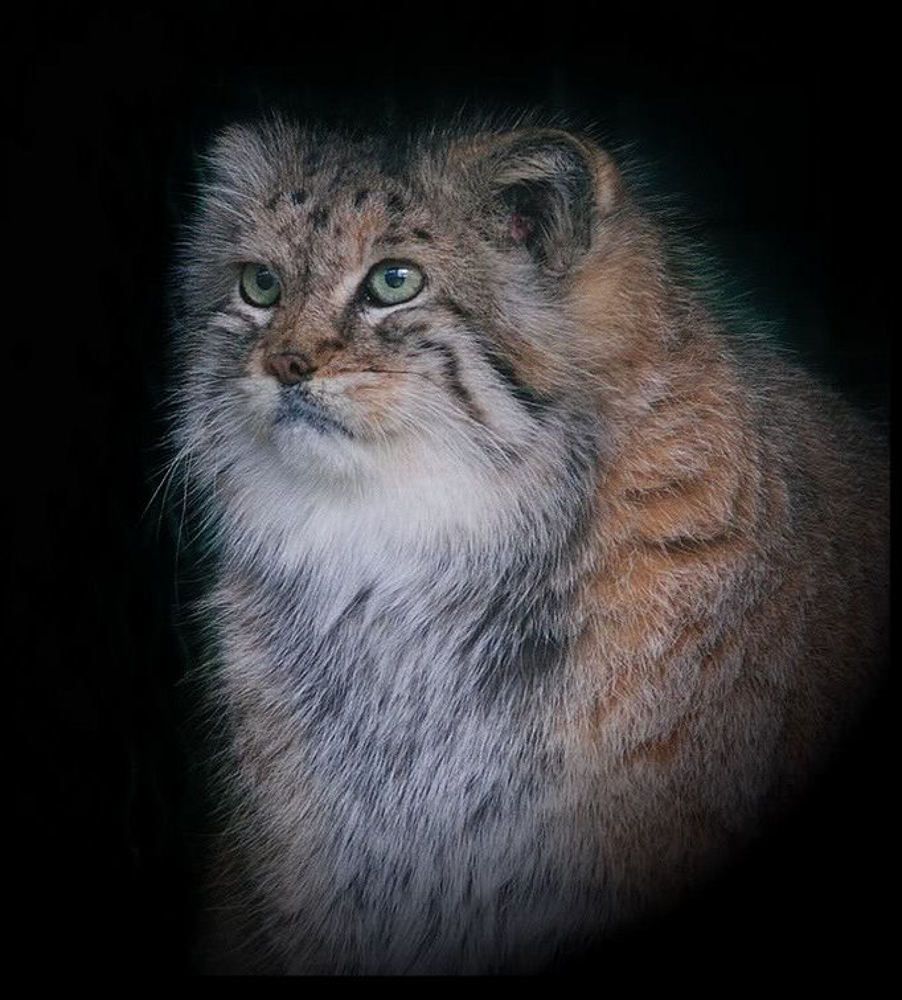 Большие кошки