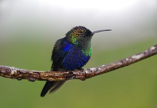 У небесных детей тоже бывает едкий взгляд!