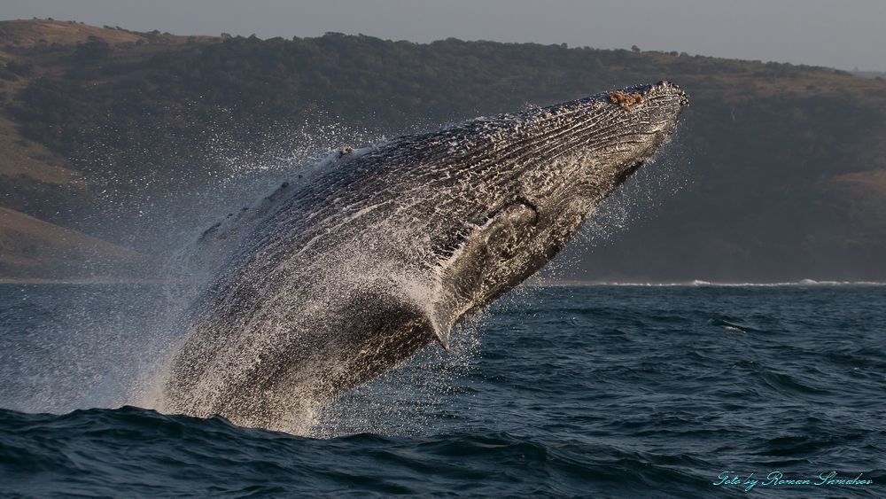 Jumping whale