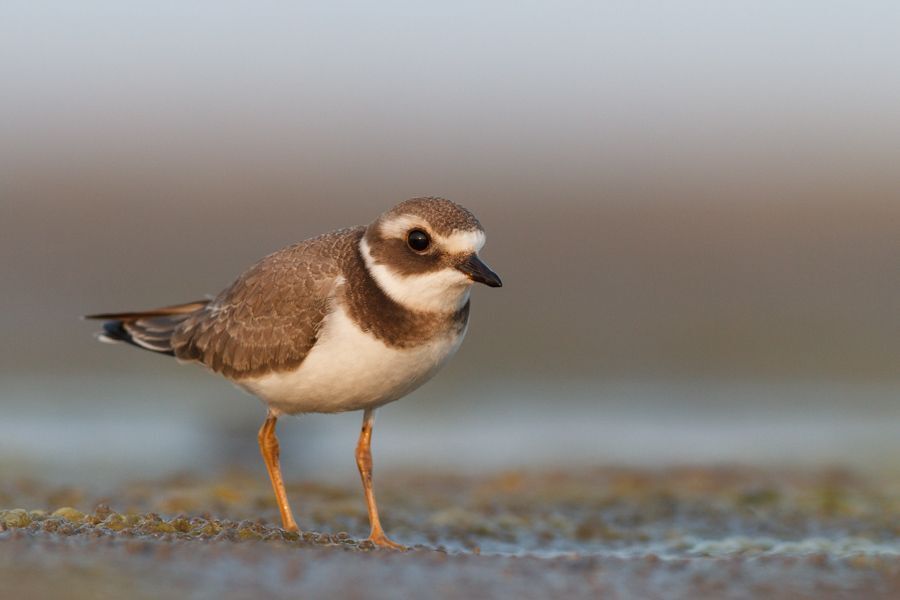 Ringed plovers