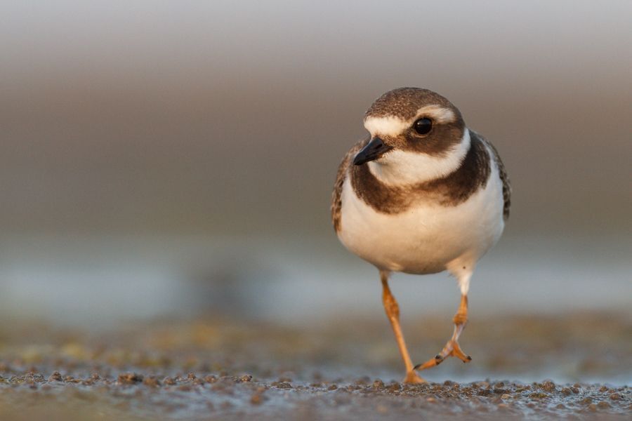 Ringed plovers