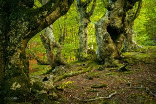 Так приятно было фотографировать и общаться с деревьями, что время прошло незаметно. Я даже увидела недалеко от себя большого ворона, который пытался мне что-то рассказать. В буковом лесу несомненно есть что-то незабываемое, таинственное и необычное. Чего стоят только корни буков разнообразной формы, покрытые мхом и порой образующие диковинные орнаменты и сплетения.