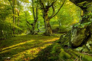 Одно удовольствие находится в таком лесу утром, наслаждаясь шелестом листьев и пением птиц.