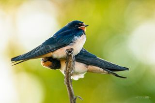 Было очень любопытно наблюдать за кормлениями. Четыре слётка сидели недалеко друг от друга и занимались самыми разнообразными вещами: кто-то спал, кто-то чистил свои перья, кто-то гонял брата или сестру, кто-то общипывал ветку, на которой сидел. Но, все как один начинали размахивать крыльями и громко кричать, когда кто-то из родителей подлетал с едой в клюве и кормил одного из них. Таким образом, они привлекали к себе внимание, это было что-то вроде \