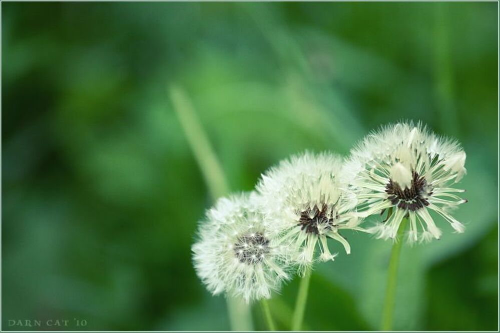 Lullaby of meadow