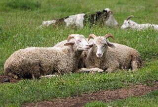 Любовь зла..