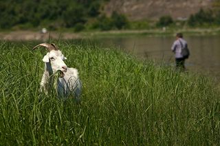 Каждому своё