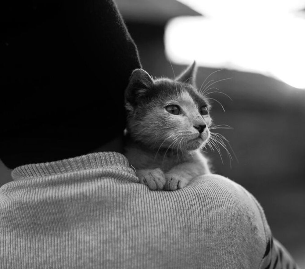 nephew found a street cat....