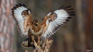 Канюк (Buteo buteo) Common Buzzard