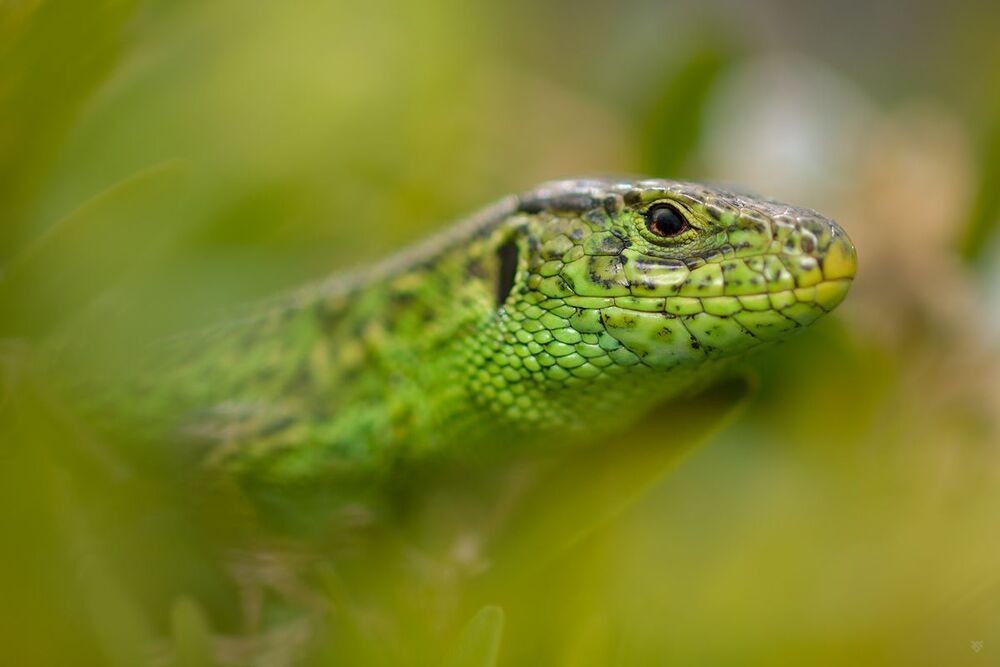 Sand Lizard