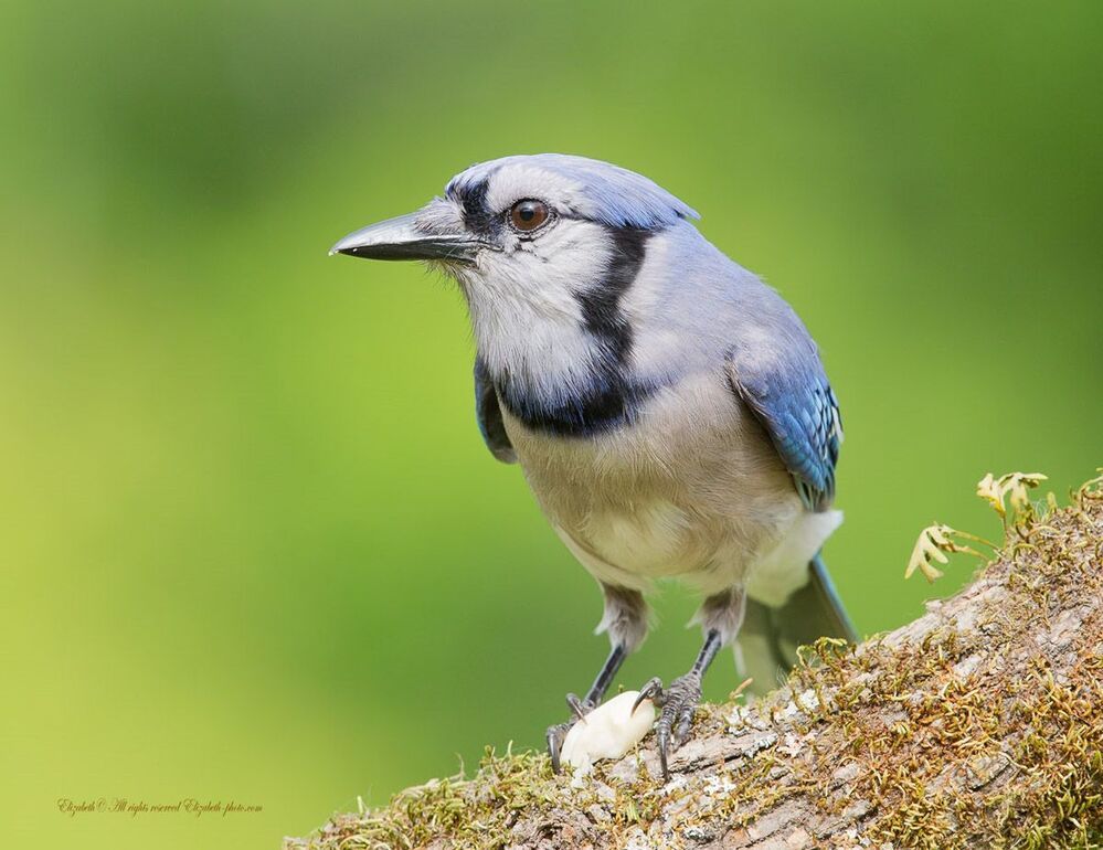 Голубая сойка - Blue Jay