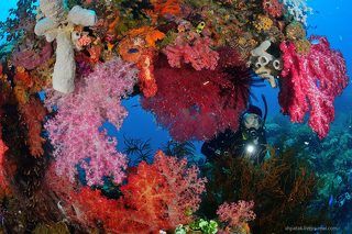 Ствол орудия покрыт мягкими кораллами