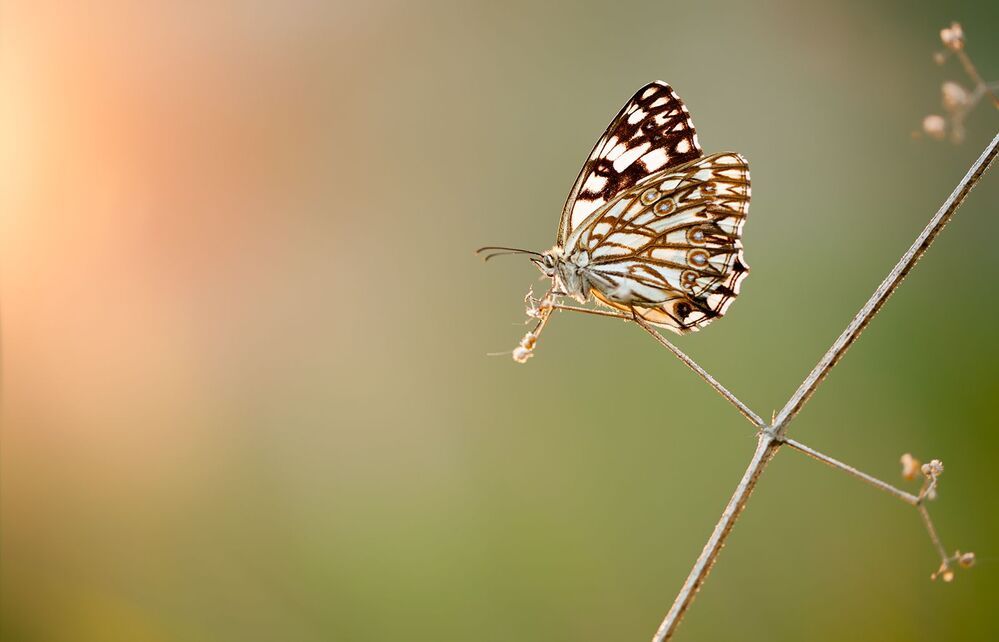 Melanargia occitanica