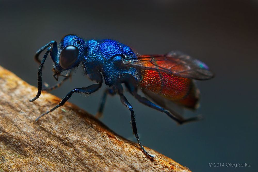 Cuckoo Wasp