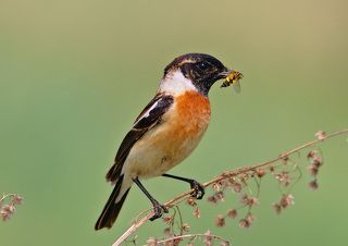 Добытчик. Маленькие птенцы- маленькое макро.