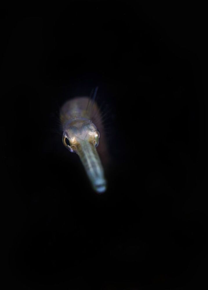 Fisheyes