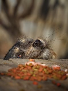 Хоть одним глазком глянуть.