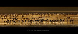 Фламинго с озера Ндуту