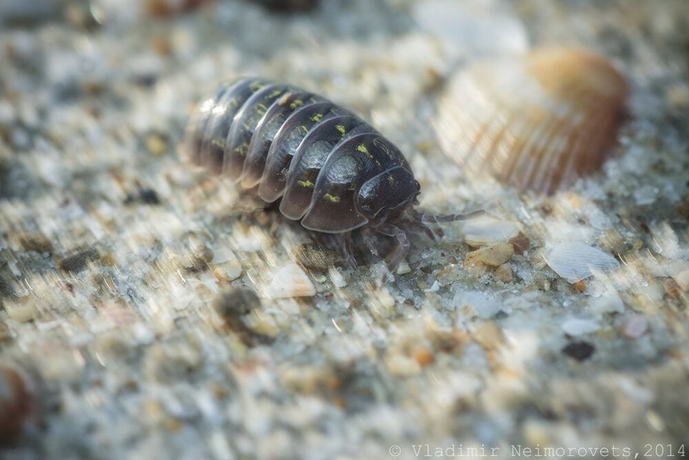 Armadillidium vulgare Latreille, 1804