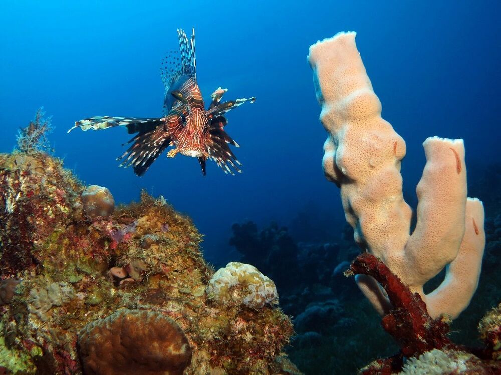 Red Sea