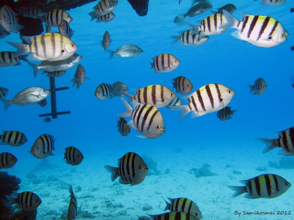 Red Sea