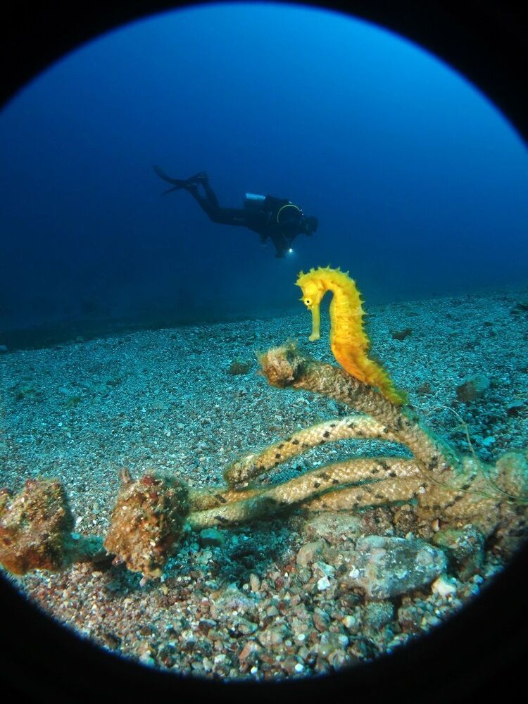 Red Sea