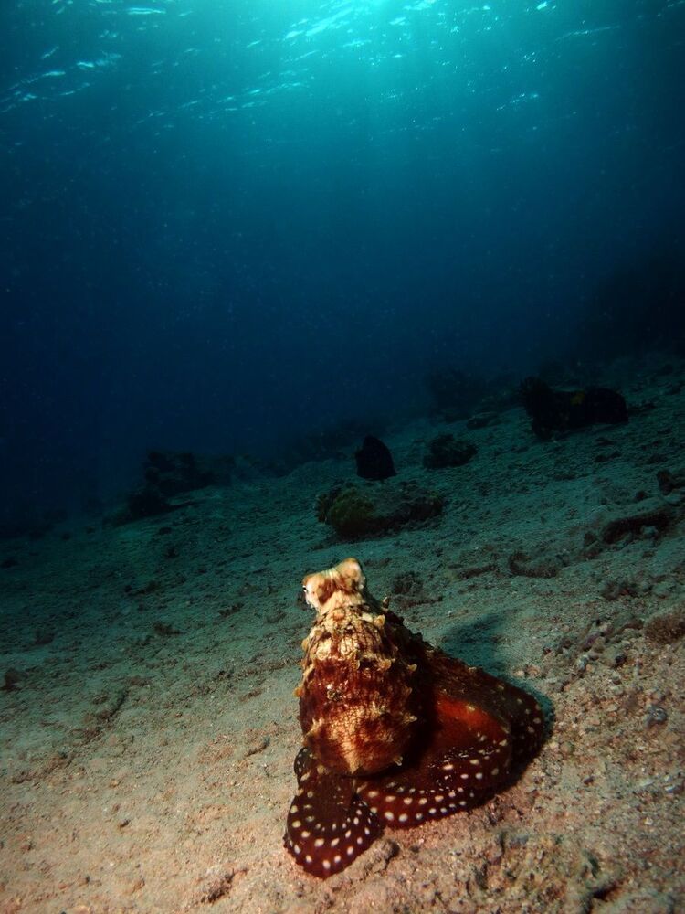 Red Sea