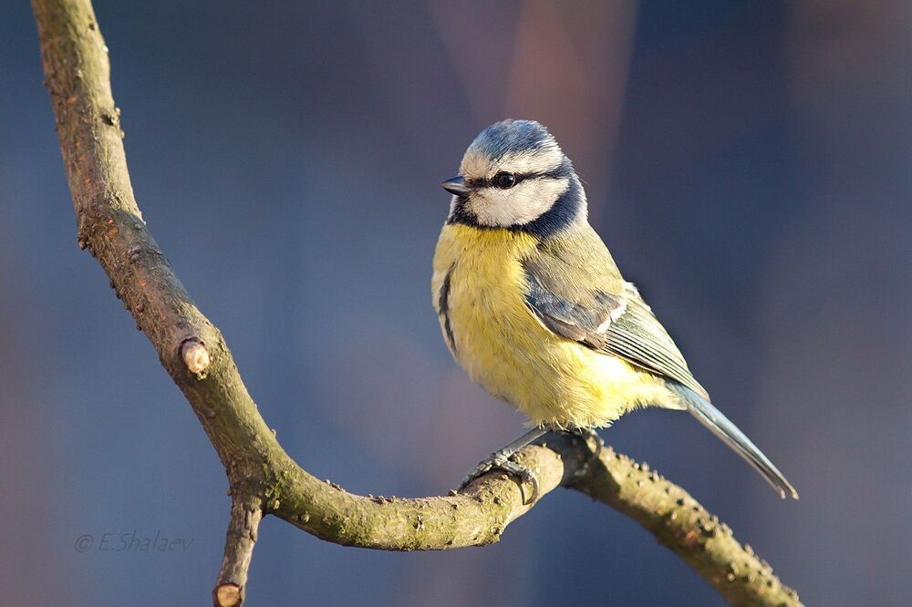 Eurasian Blue Tit , Лазоревка - Cyanistes caeruleus