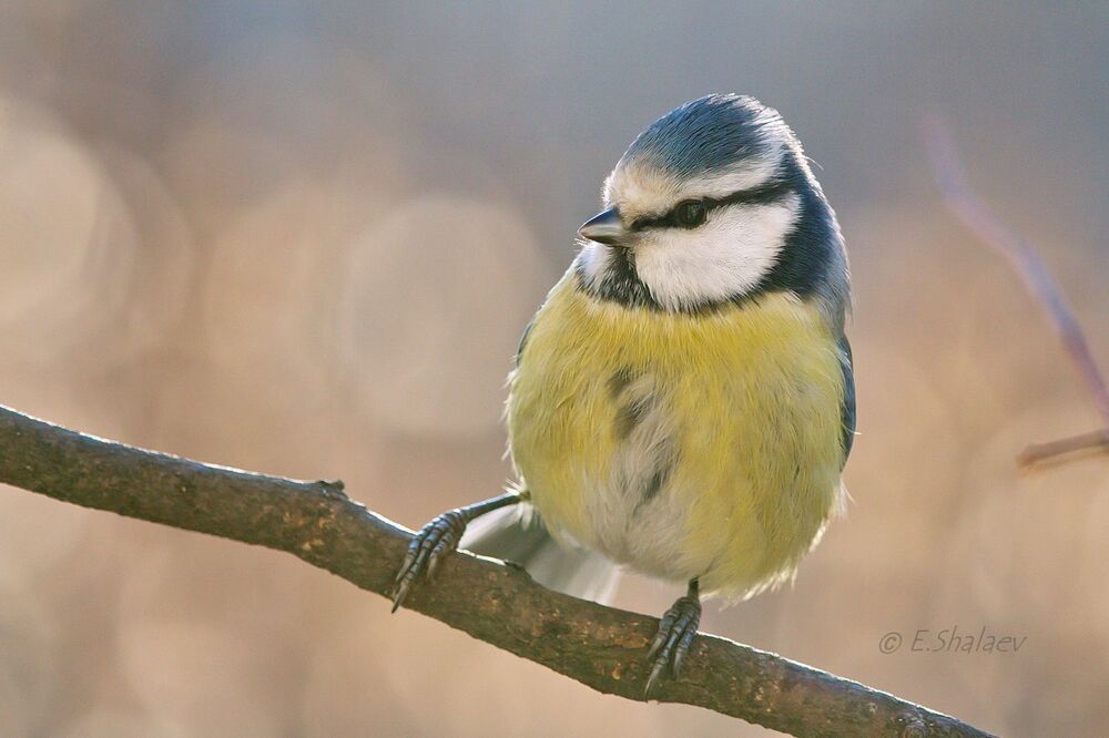 Eurasian Blue Tit , Лазоревка - Cyanistes caeruleus