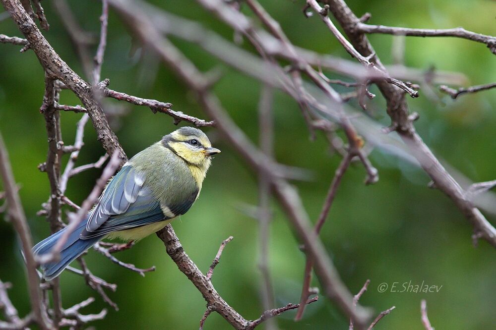 Eurasian Blue Tit , Лазоревка - Cyanistes caeruleus