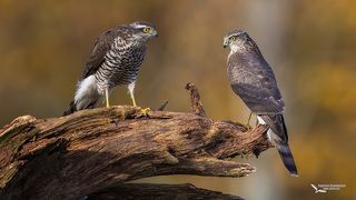 Перепелятники