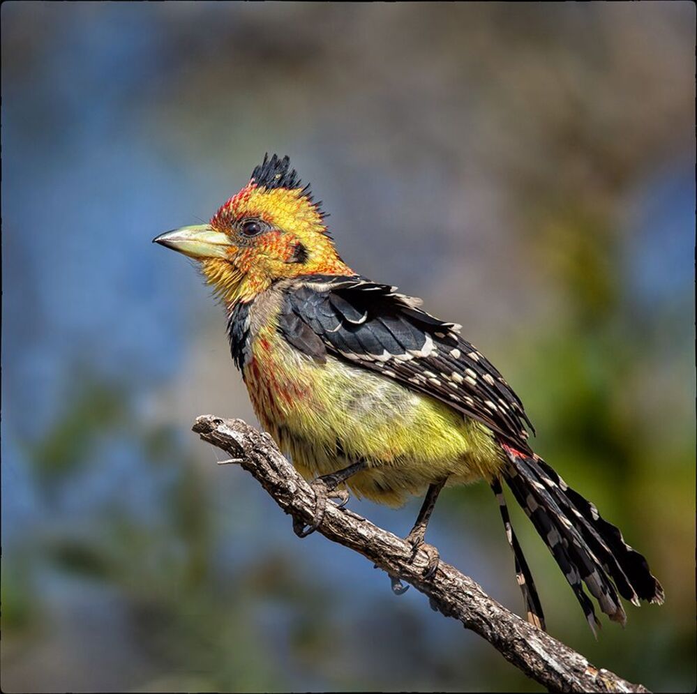 Crested Barbet