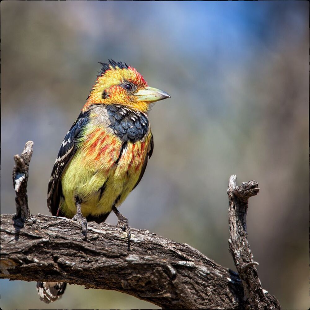 Crested Barbet