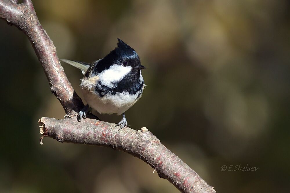 Coal Tit , Московка - 	Periparus ater