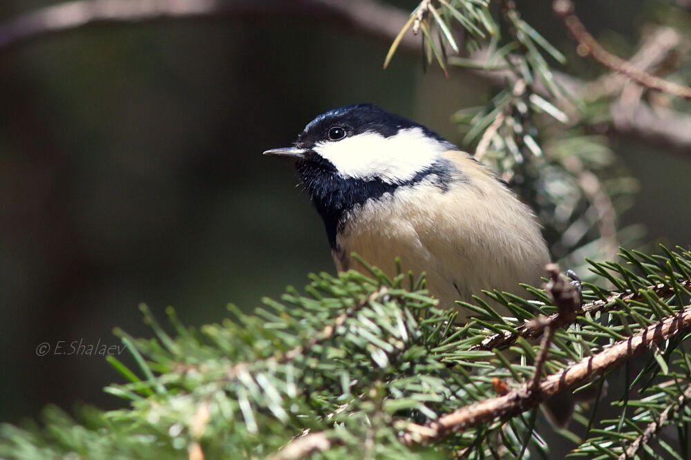 Coal Tit , Московка - 	Periparus ater