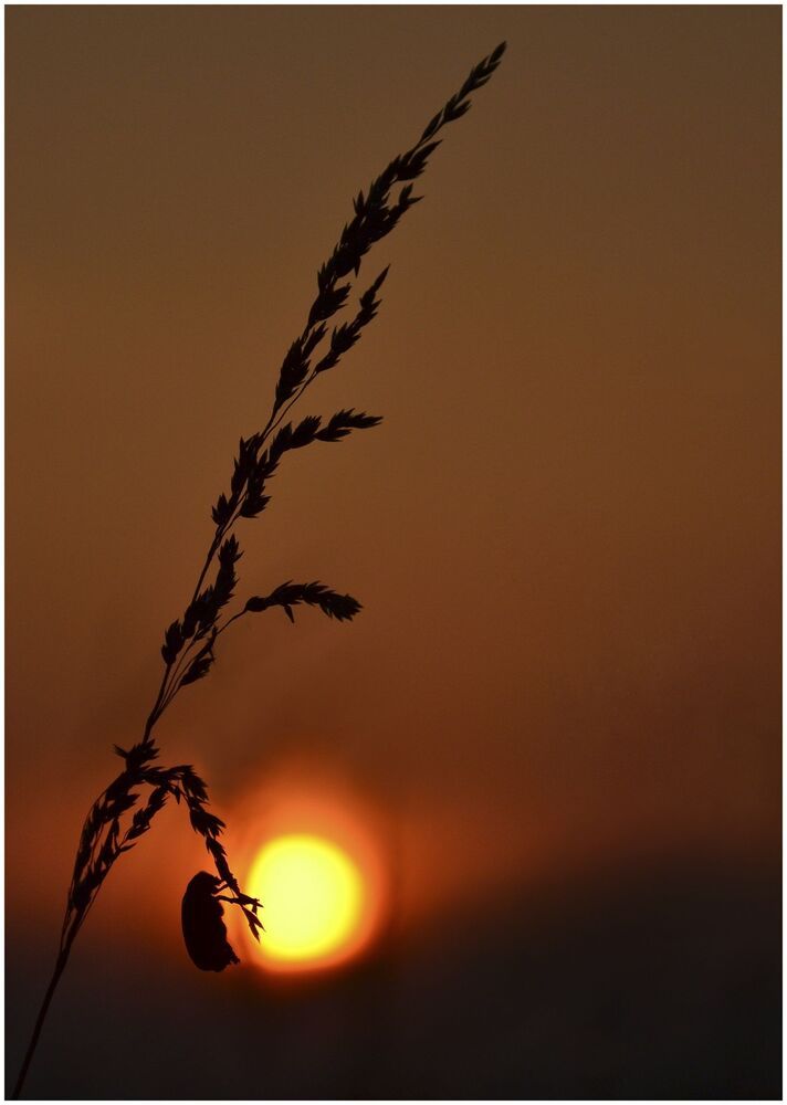 Sunset in the field