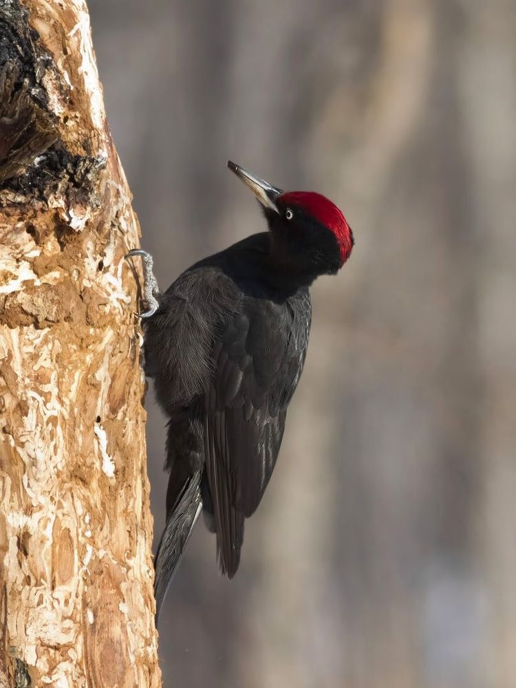 Black woodpecker.