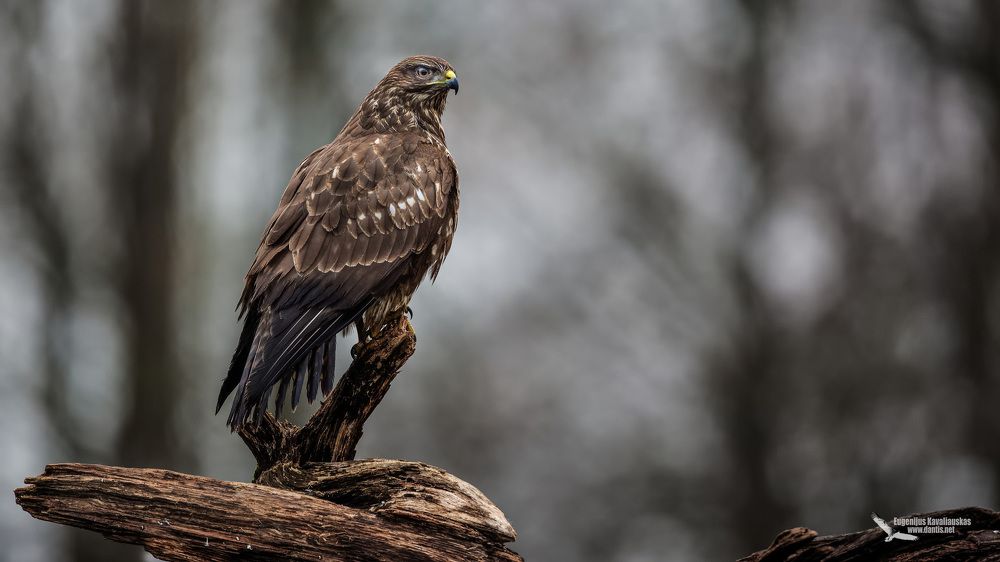 Канюк (Buteo buteo) Common Buzzard
