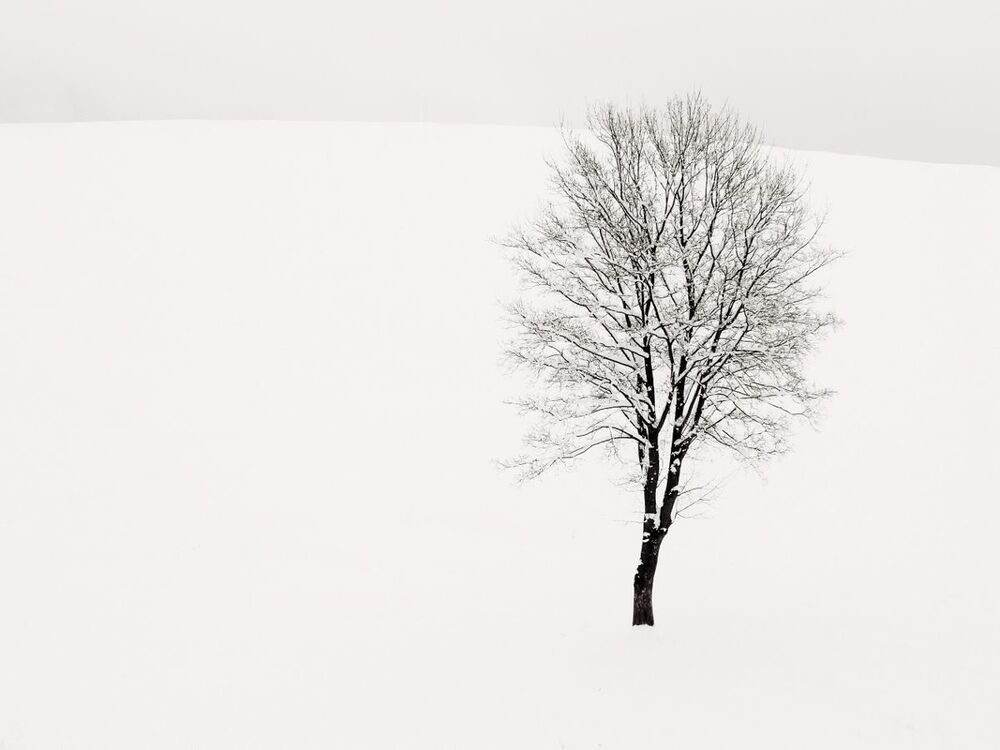 Albero solitario