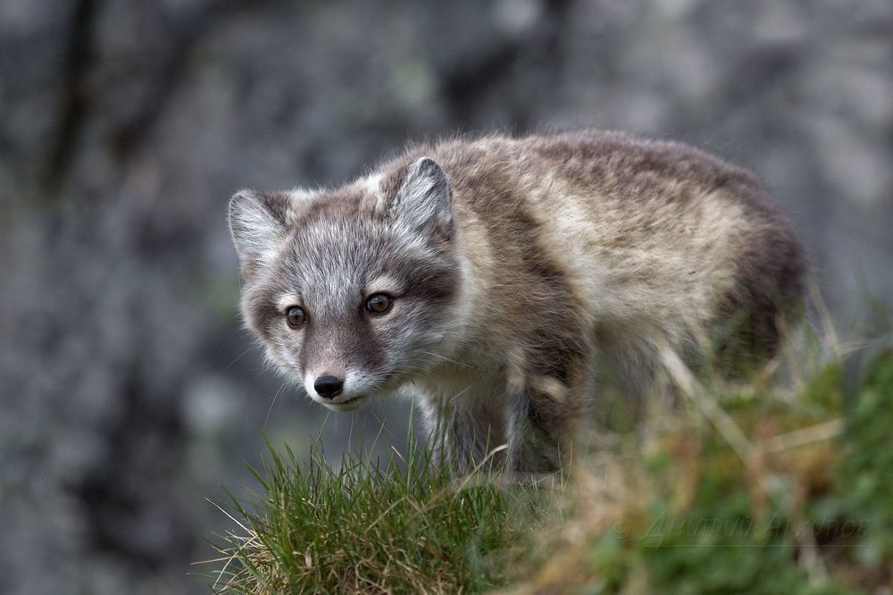 Про лисят.