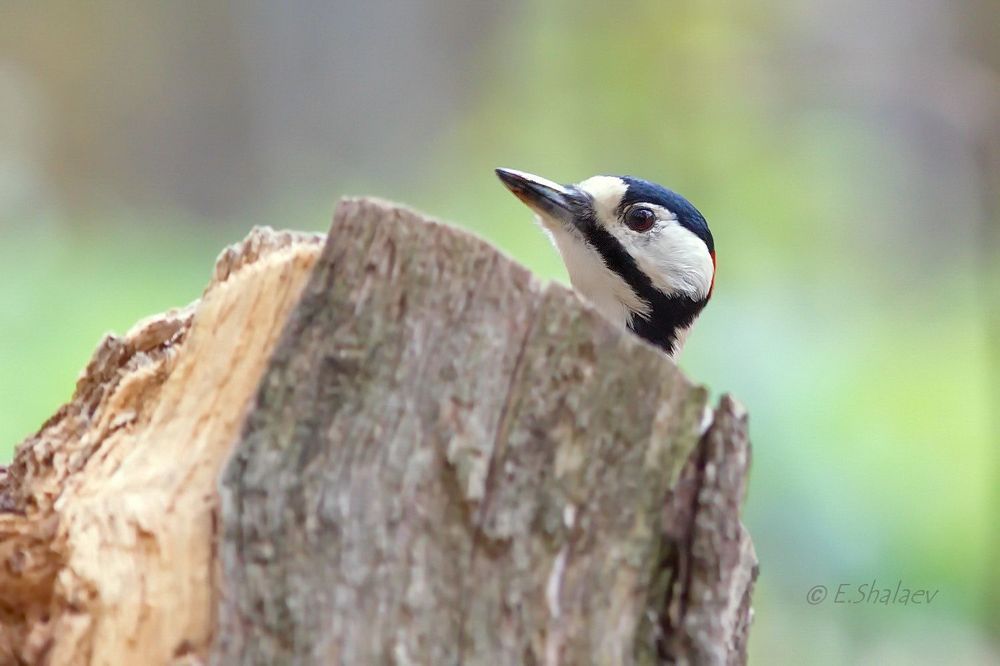 Great spotted woodpecker ,Большой пестрый дятел - Dendrocopos major