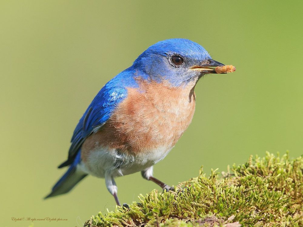 Восточная сиалия - Eastern Bluebird
