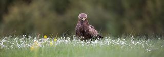 Малый подорлик (Aquila pomarina) Lesser Spotted Eagle
