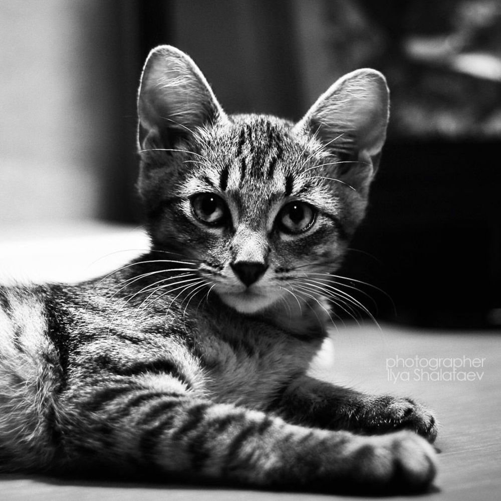 моя скотина